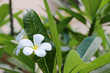 White Plumeria morning In the garden