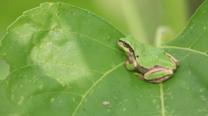 カエル