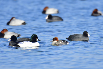Zwergsäger Weibchen im Winter
