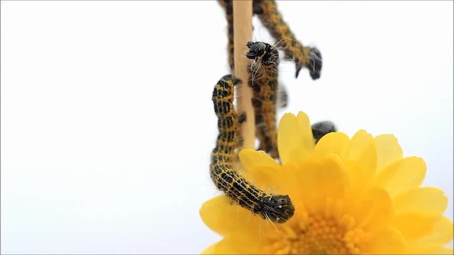 caterpillar macro, Phalera bucephala, Raupe Mondvogel
