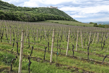 Fototapeta na wymiar Spring vineyard on the hills below the castle