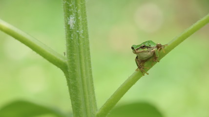 カエル