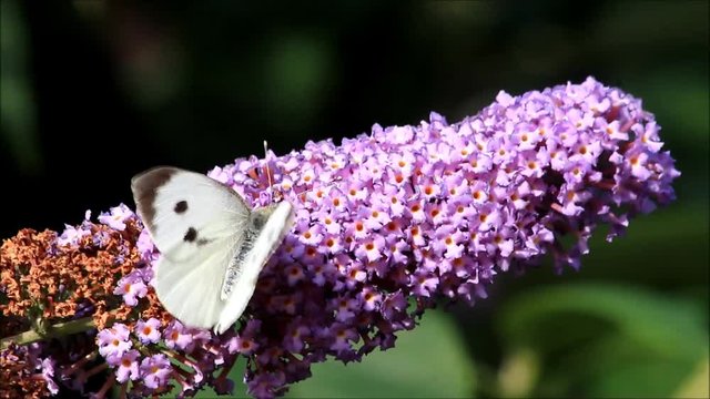 white butterfly on purple flower
