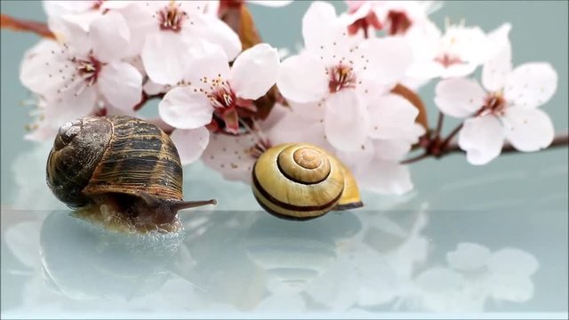 snails in front of cherry blossoms, time lapse
