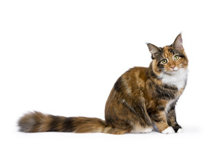 Obraz premium Young Maine Coon cat / kitten sitting side ways isolated on white background