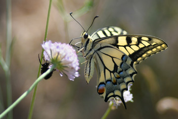 Machaon