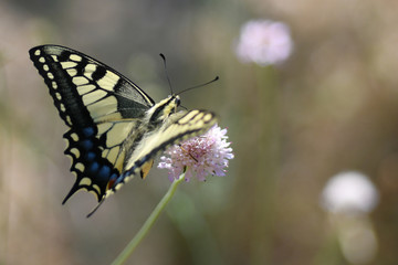 Machaon