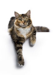 Young Maine Coon cat / kitten laying with paws hanging down from edge isolated on white background