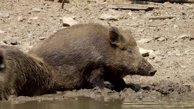 Lustiges Wildschwein Bad