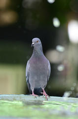 Pigeon on the fountain