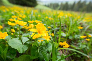 Flowers on a mountain meadow