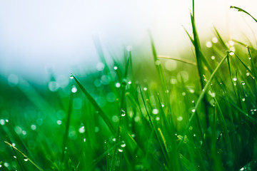 Fototapeta na wymiar Dew drops on bright green grass