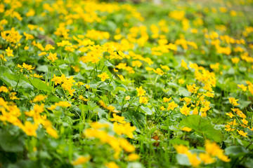 Flowers on a mountain meadow