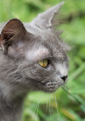 Naklejka na ściany i meble Closeup of beautiful gray cat outdoors