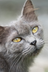 Closeup of beautiful gray cat outdoors