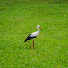 Obraz premium Stork in the meadow in the morning