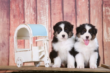 Australian shepherd puppies having fun in studio set up, little garden helpers