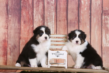 Australian shepherd puppies having fun in studio set up, little garden helpers