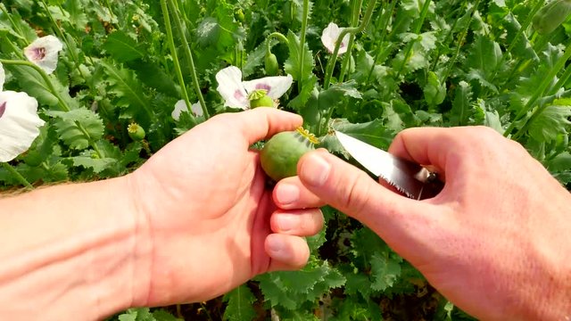 Point-of-view footage.  Man hand cut poppy head in field with pocket knife. Check of poppy quality of green unripened Papaver somniferum. Farmer hands just in front of view