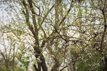 Sparrows are sitting on the branches of a blossoming tree. Birds tweet in the trees in the early spring. The heyday of spring.