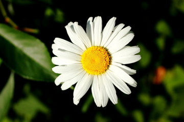 Fototapeta premium Daisy flower in the garden