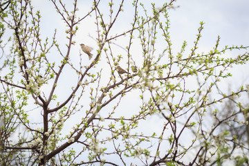 Sparrows are sitting on the branches of a blossoming tree. Birds tweet in the trees in the early spring. The heyday of spring.