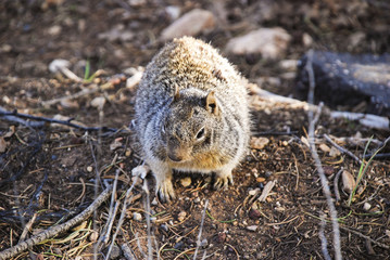 Grey Squirrell