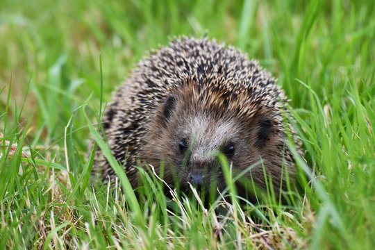 Igel auf einer Wiese 