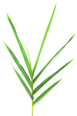bamboo leaves on White background texture.beautiful surface
