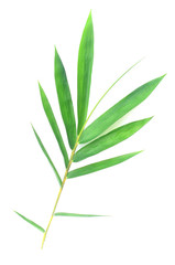 Fototapeta na wymiar bamboo leaves on White background texture.beautiful surface