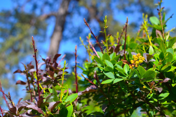 Yellow flowers of barberries Ilicifolia on bush