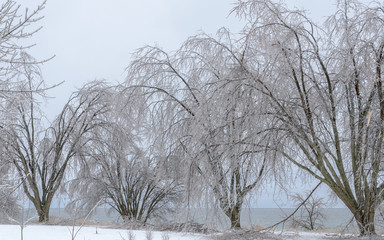 Frozen ice trees in winter. Lake Ontario, Whitby, Ontario, Canada.
