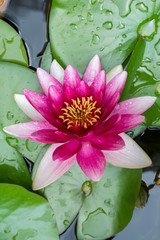 Seerose Hochformat Nahaufnahme der Blüte