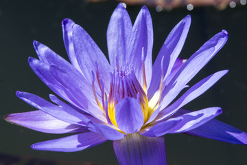 Blue Egyptian water lily