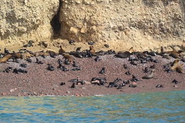 Sea lion Paracas Peru