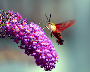 Hummingbird Moth at a Butterfly Bush