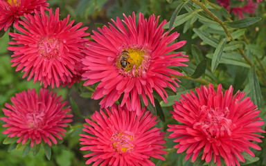 Syrphid fly, hoverfly, foraging on a pink aster flower
