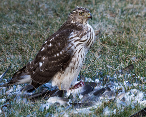 Hawk 