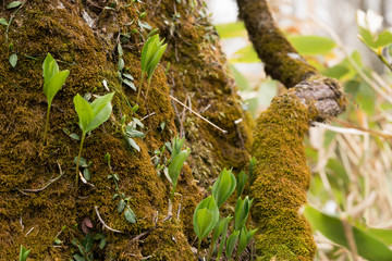 苔むしる木のゆりかご