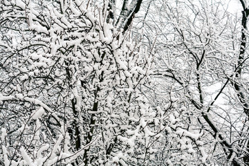 Snow covered tree branches