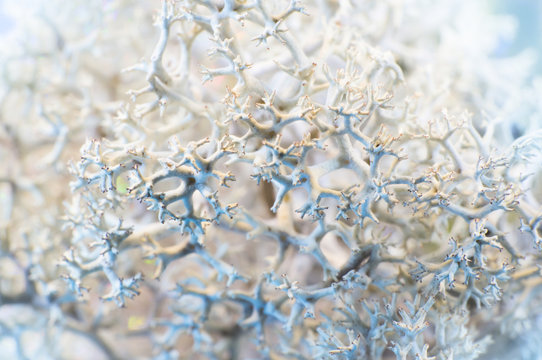 A beautiful macro photo of iceland moss. Selective focus.