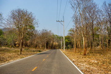 Fototapeta premium Rural road with dried trees