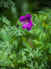 Obraz premium Цветок