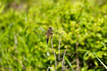 A dragonfly sits on a dry branch of a tree. The color of the dragonfly is slightly brownish. She flew on a clearing in the middle of the forest. It is very difficult to keep up with such a fast insect