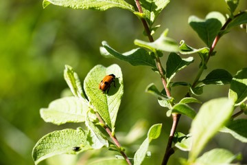 A small red-beetle beetle with black dots on its wings sitting on a piece of wood. The glade is lit by the sun and there are a lot of insects there. Very beautiful world of insects.