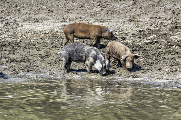 Domestic pigs wander along the riverbanks cooling down in the water and seeking food
