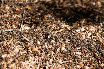 Fototapeta premium There are a lot of ants in the anthill, which is straight on a sunny meadow in the forest. There are so many that it seems that the earth is moving. If very close to them you can hear how they move.