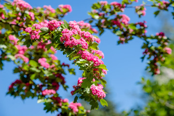     Crataegus Pauls Scarlet blooms in the botanical garden 