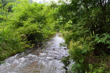 Fototapeta na wymiar river in jungle 