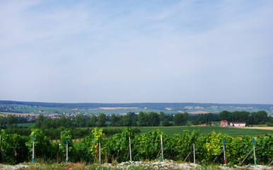 Vineyards, Champagne region, France